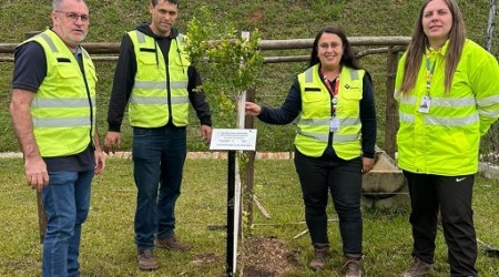 Via Araucária primeiras  matrizes genéticas de espécie  ameaçada de extinção